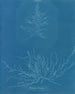Mesogloia Hudsonii - Anna Atkins — vista dell’opera