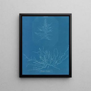 Anna Atkins - Mesogloia Hudsoni.webp