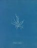 Mesogloia mutifida - Anna Atkins — vista dell’opera