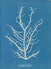 Mesogloia purpurea - Anna Atkins — vista dell’opera
