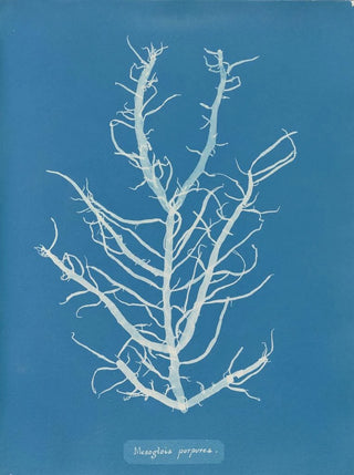 Anna Atkins - Mesogloia purpurea.webp