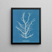 Mesogloia purpurea - Anna Atkins — quadro incorniciato alla parete