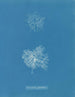 Microcladia glandulosa - Anna Atkins — vista dell’opera