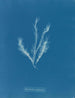 Myriotrichia filiformis - Anna Atkins — vista dell’opera