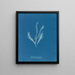 Myriotrichia filiformis - Anna Atkins — quadro incorniciato alla parete