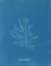 Naccaria Wigghii - Anna Atkins — vista dell’opera