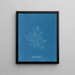 Naccaria Wigghii - Anna Atkins — quadro incorniciato alla parete