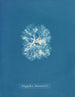 Nitophyllum Bonnemaisoni - Anna Atkins — vista dell’opera