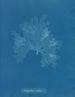 Nitophyllum Gmeleni - Anna Atkins — vista dell’opera