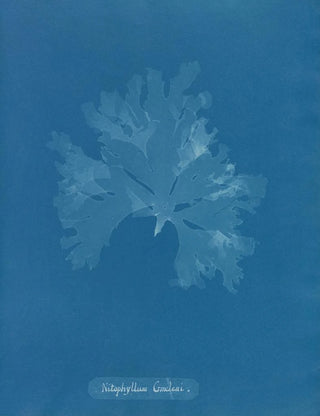 Anna Atkins - Nitophyllum Gmeleni.webp