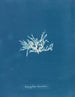 Nitophyllum lacéré - Anna Atkins — vista dell’opera