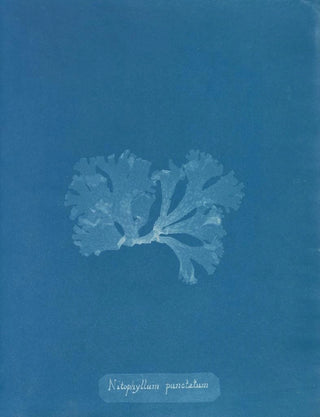 Anna Atkins - Nitophyllum punctatum.webp