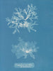Nitophyllum punctatum - Anna Atkins — vista dell’opera