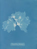 Nitophyllum ulvoideum - Anna Atkins — vista dell’opera