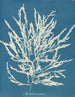 Odonthalie dentée - Anna Atkins — vista dell’opera