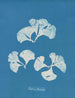 Padina Pavonia - Anna Atkins — vista dell’opera