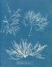 Plocamium cramoisi - Anna Atkins — vista dell’opera