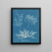 Plocamium cramoisi - Anna Atkins — quadro incorniciato alla parete
