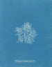Plocamium cramoisi dans les fruits - Anna Atkins — vista dell’opera