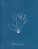 Polyides ronds - Anna Atkins — vista dell’opera