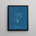 Polyides ronds - Anna Atkins — quadro incorniciato alla parete