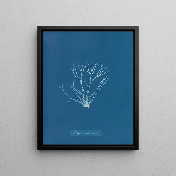 Anna Atkins - Polyides rotundus.webp