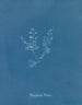 Polysiphonia Brodiaei Parte X - Anna Atkins — vista dell’opera