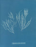 Polysiphonia atroscens - Anna Atkins — vista dell’opera