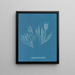 Polysiphonia atroscens - Anna Atkins — quadro incorniciato alla parete