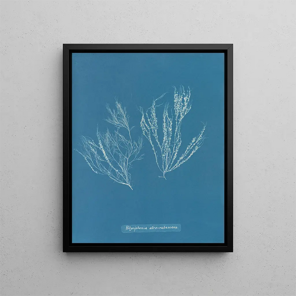 Anna Atkins - Polysiphonia atrorubescens.webp