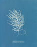 Polysiphonia byssoides di Anna Atkins — vista dell’opera