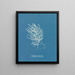 Polysiphonia byssoides di Anna Atkins — quadro incorniciato alla parete