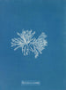Polysiphonia cristata - Anna Atkins — vista dell’opera