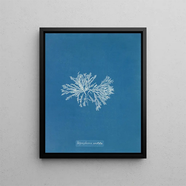 Anna Atkins - Polysiphonia cristata.webp