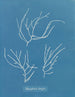 Polysiphonia elongata - Anna Atkins — vista dell’opera