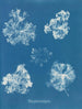 Polysiphonia fastigiata - Anna Atkins — vista dell’opera