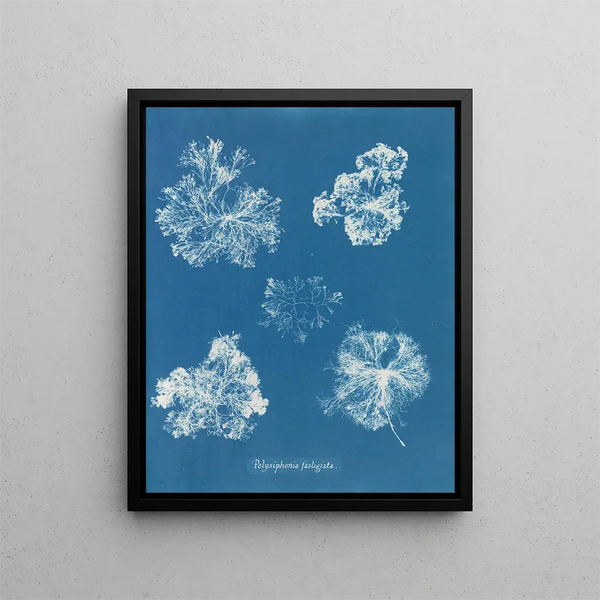 Anna Atkins - Polysiphonia fastigiata.webp