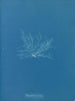Polysiphonia fibrata - Anna Atkins — vista dell’opera