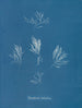 Polysiphonia fructiculosa - Anna Atkins — vista dell’opera