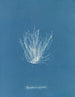 Polysiphonia nigrescens - Anna Atkins — vista dell’opera