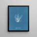 Polysiphonia nigrescens - Anna Atkins — quadro incorniciato alla parete