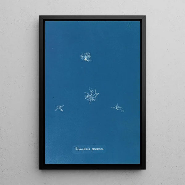 Anna Atkins - Polysiphonia parasitica.webp