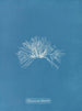Polysiphonia thuyoides - Anna Atkins — vista dell’opera