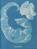 Porphyra laciniata - Anna Atkins — vista dell’opera