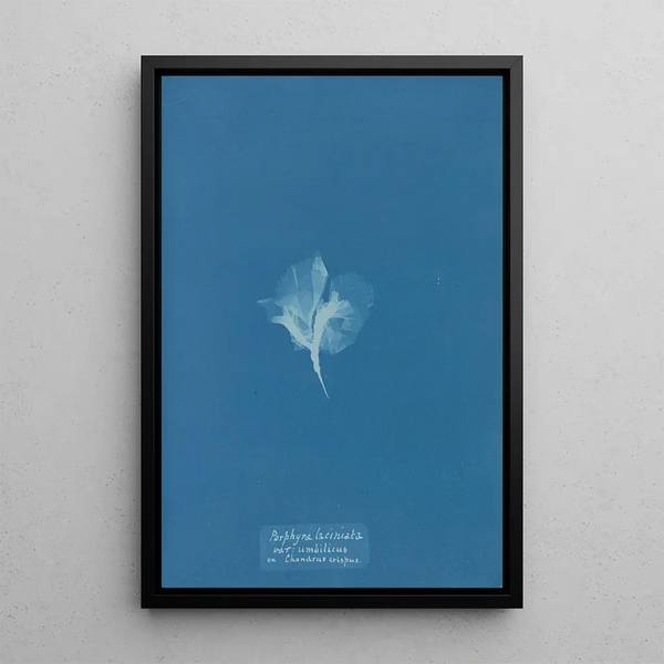 Anna Atkins - Porphyra laciniata var umbilicus on Chondrus crispus.webp