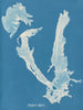 Porphyra vulgaris - Anna Atkins — vista dell’opera