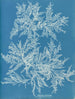 Ptilota plumosa - Anna Atkins — vista dell’opera