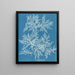 Ptilota plumosa - Anna Atkins — quadro incorniciato alla parete