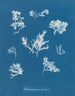 Ptilota plumosa - Anna Atkins — vista dell’opera