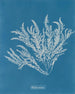 Ptilota sericea - Anna Atkins — vista dell’opera